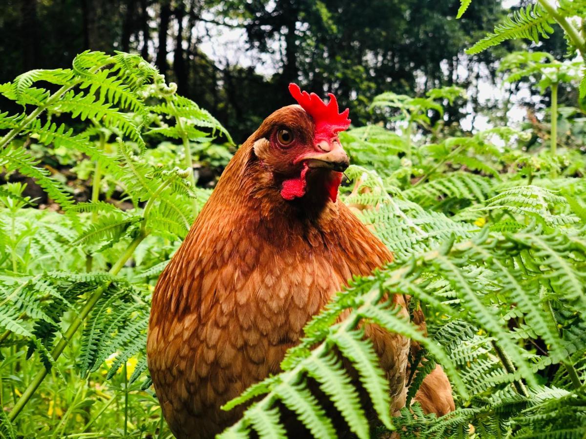 Quinta Pereirinha Farm - Bed & Breakfast - Pico Island, Azores - Private 3 Bedroom Home On A Working Farm W Ocean Views 상호케도피코 외부 사진